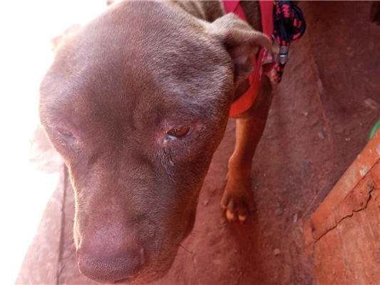 Cao - Macho Grande1 ano