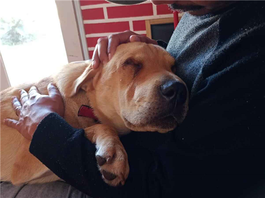 Cachorro cão para adoção Fêmea Grande 1 ano 