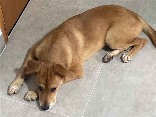 Cachorro cão para adoção Fêmea Médio  2 a 6 meses 
