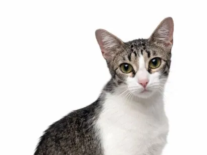 Gato SRD-ViraLata Pequeno 2-anos