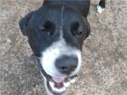 Cao - Ambos Médio1 ano