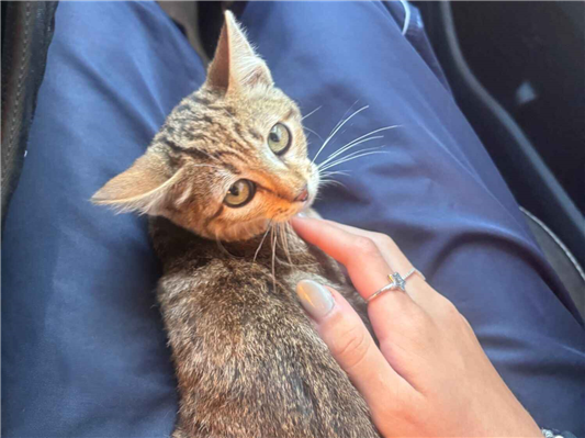 Gato para adoção Macho Pequeno 2 a 6 meses