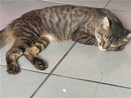 Gato para adoção Macho Médio 1 ano
