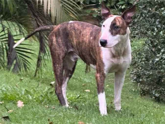 Cachorro cão para adoção Macho Médio  3 anos 