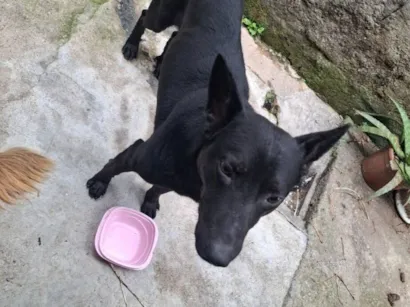 Cao SRD-ViraLata Grande 3-anos