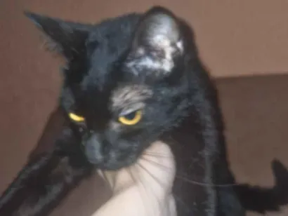 Gato SRD-ViraLata Pequeno 1-ano