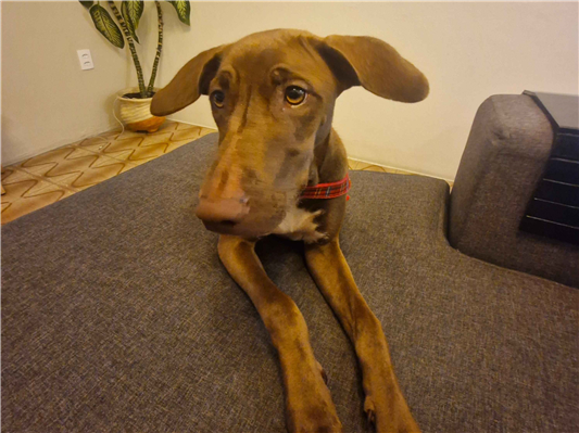 Cachorro cão para adoção Fêmea Médio  7 a 11 meses 