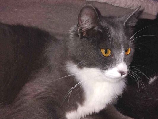 Gato para adoção Fêmea Médio 1 ano