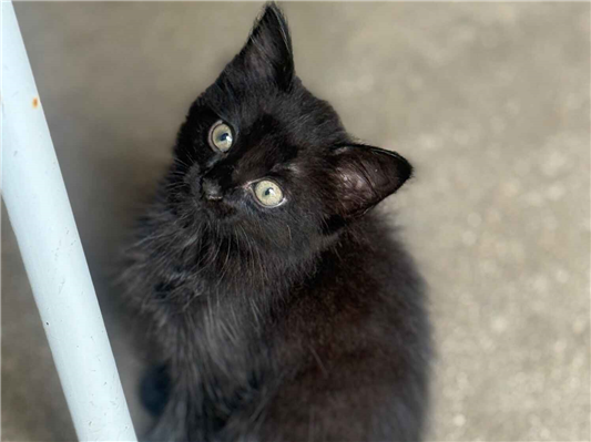 Gato para adoção Fêmea Médio 2 a 6 meses