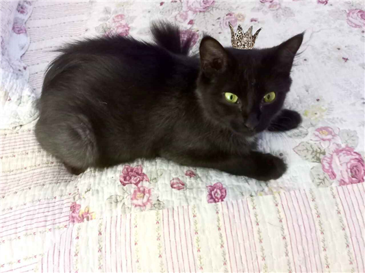 Gato para adoção Fêmea Pequeno 7 a 11 meses