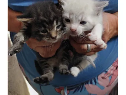 Cao SRD-ViraLata Pequeno Abaixo-de-2-meses