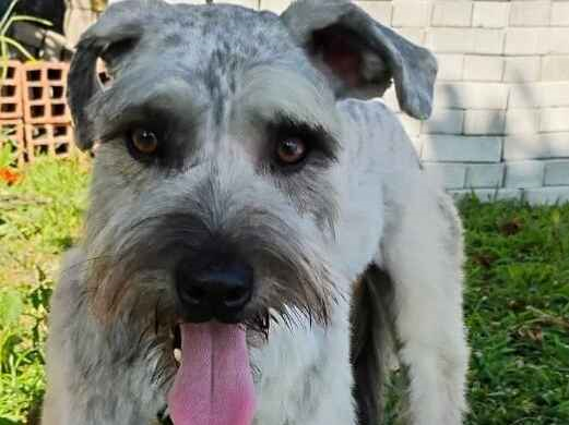 Cachorro cão para adoção Macho Pequeno 2 anos 