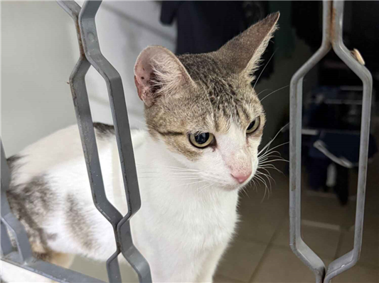 Gato para adoção Fêmea Médio 7 a 11 meses