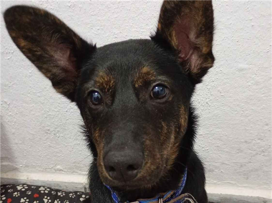 Cachorro cão para adoção Macho Médio  7 a 11 meses 
