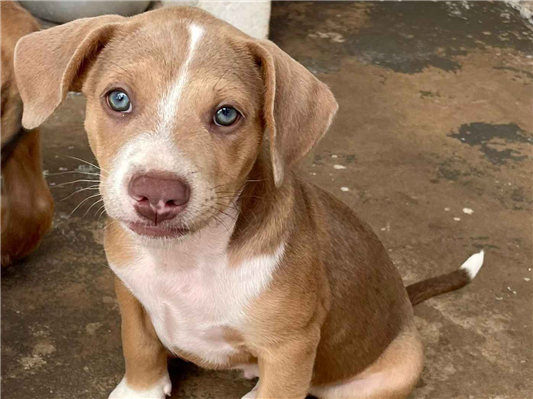 Cachorro cão para adoção Macho Médio  2 a 6 meses 
