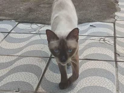 Gato Siamês Pequeno 2-anos