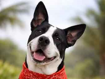 Cachorro cão para adoção Macho Médio  1 ano 