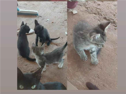 Gato - Macho Médio2 a 6 meses