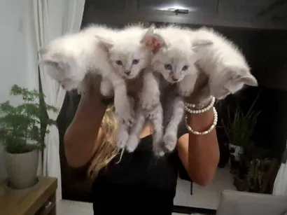 Gato SRD-ViraLata Medio 2-a-6-meses