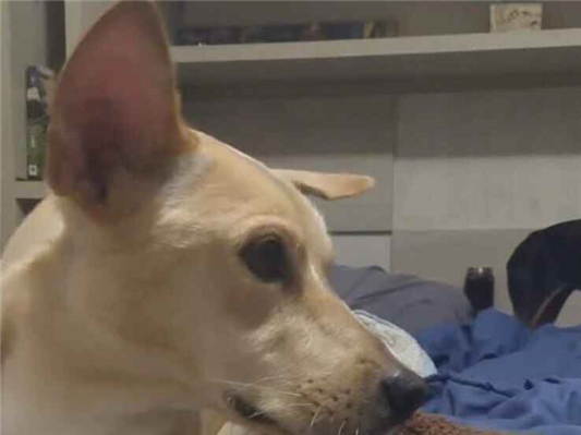 Cao Procura-Perdido Fêmea Médio 6 anos Acima 