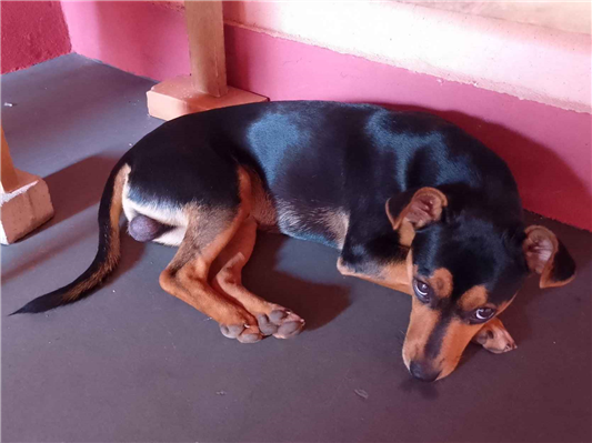 Cachorro cão para adoção Macho Médio  7 a 11 meses 