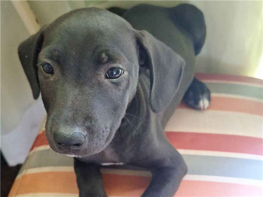 Cachorro cão para adoção Fêmea Médio  2 a 6 meses 