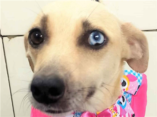 Cachorro cão para adoção Fêmea Pequeno 2 anos 