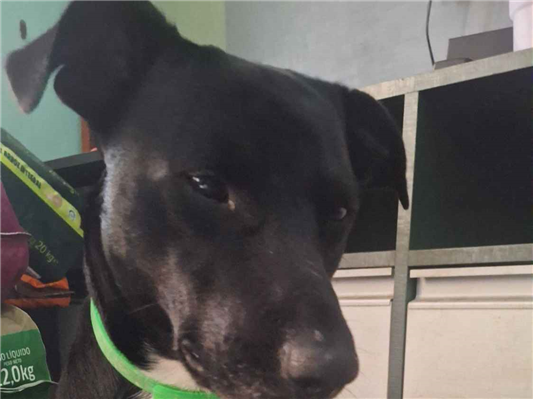 Cachorro cão para adoção Macho Médio  2 anos 