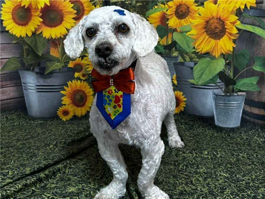 Cachorro cão para adoção Macho Médio  6 anos Acima 