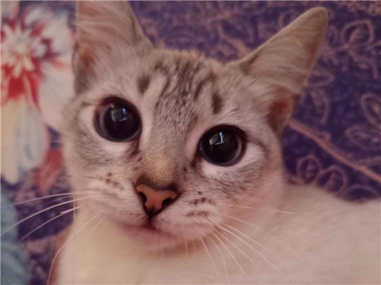 Gato para adoção Fêmea Pequeno 2 a 6 meses