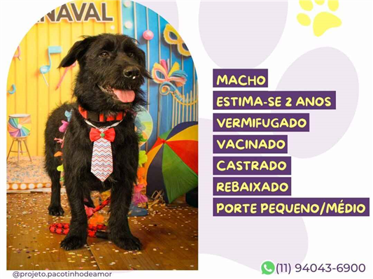 Cachorro cão para adoção Macho Médio  2 anos 