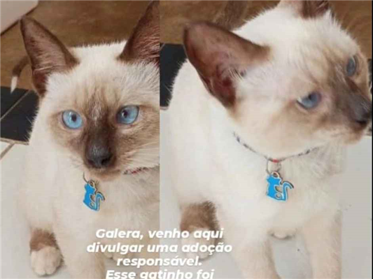 Gato para adoção Macho Pequeno 2 a 6 meses