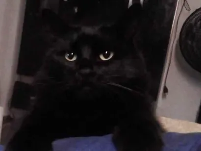 Gato Angorá Medio 6-anos-Acima