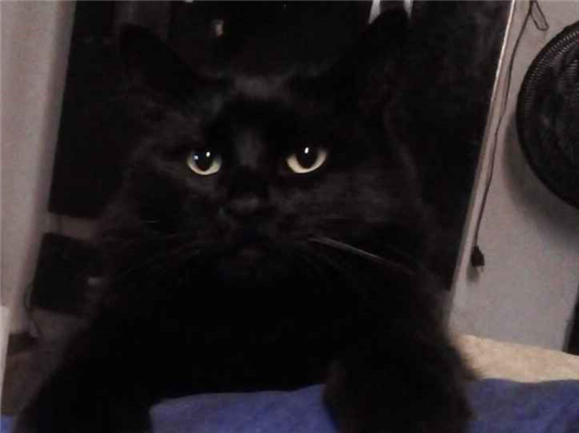 Gato Procura-Perdido Fêmea Médio 6 anos Acima 