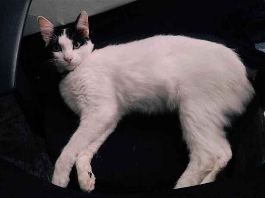 Gato Procura-Perdido Macho Médio 4 anos 