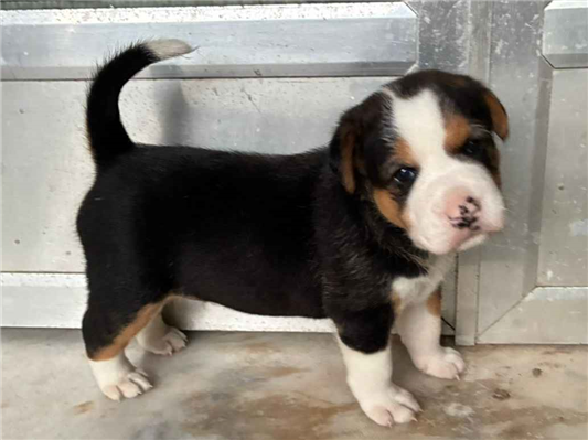 Cachorro cão para adoção Fêmea Médio  2 anos 