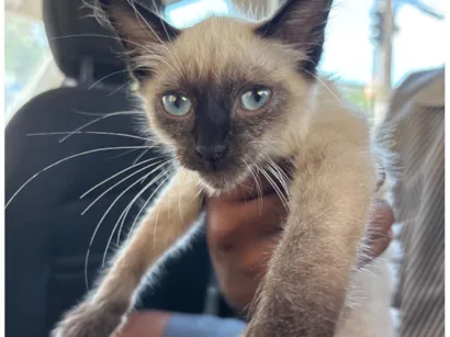 Gato Siamês Pequeno Abaixo-de-2-meses