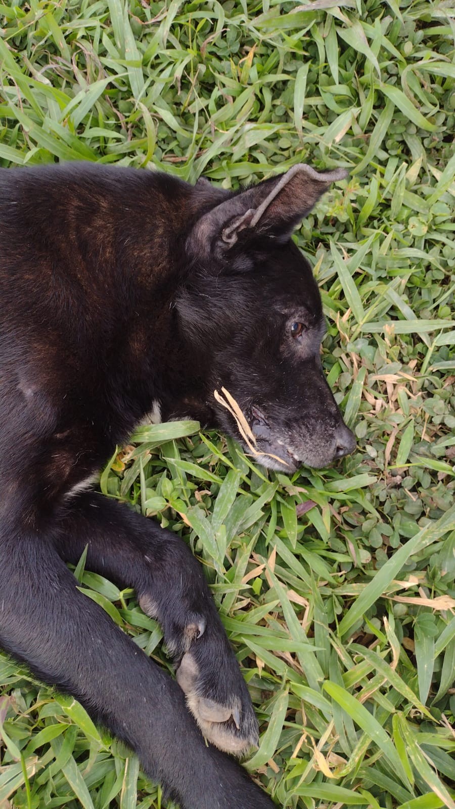 Cachorro cão para adoção Macho Médio  6 anos Acima 
