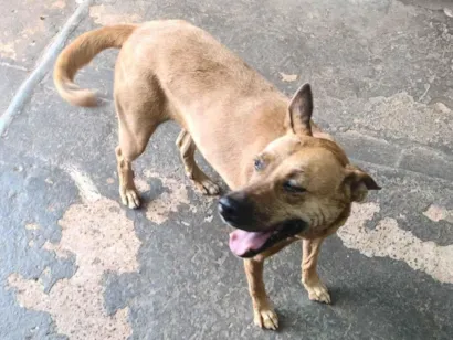 Cao SRD-ViraLata Medio 6-anos-Acima