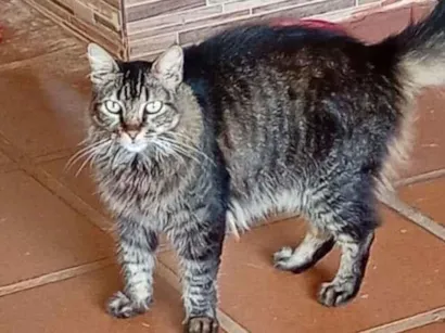 Gato SRD-ViraLata Pequeno 6-anos-Acima