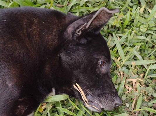 Cachorro cão para adoção Macho Médio  6 anos Acima 