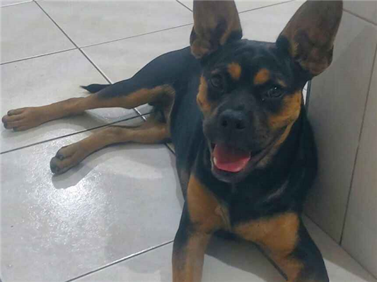 Cachorro cão para adoção Macho Médio  2 a 6 meses 
