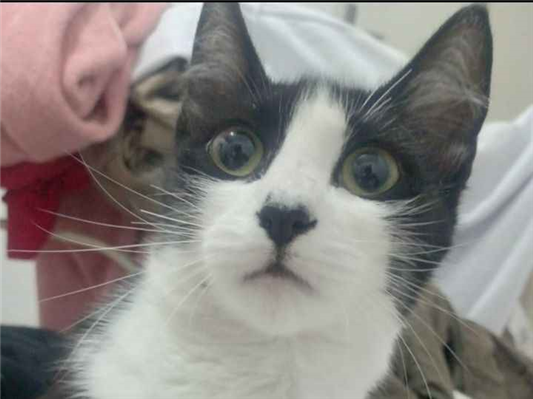 Gato para adoção Fêmea Médio 1 ano