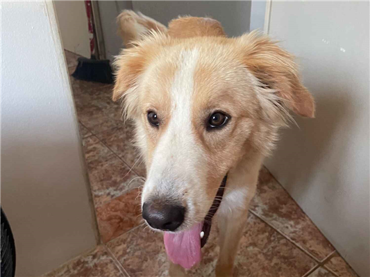 Cachorro cão para adoção Macho Médio  2 a 6 meses 