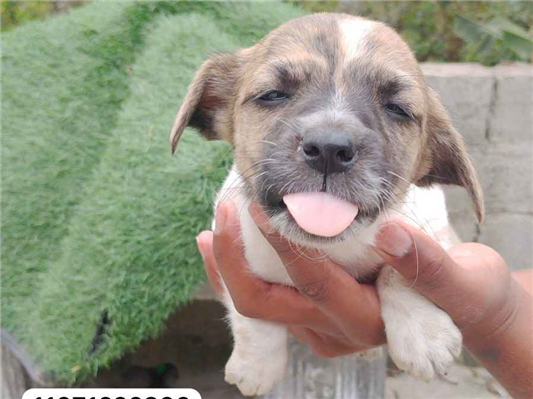 Cachorro cão para adoção Ambos Pequeno 2 a 6 meses 