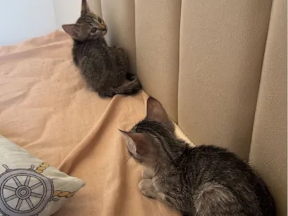 Gato SRD-ViraLata Pequeno 2-a-6-meses