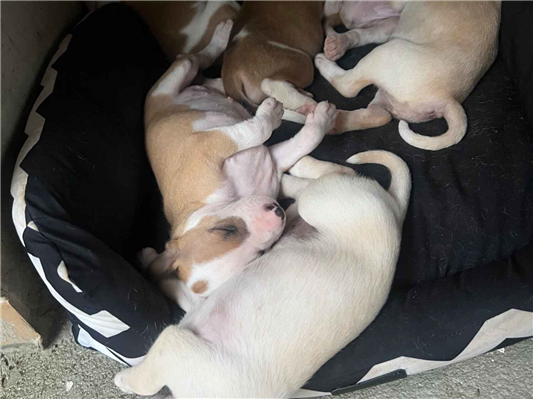 Cachorro cão para adoção Fêmea Médio  Abaixo de 2 meses 