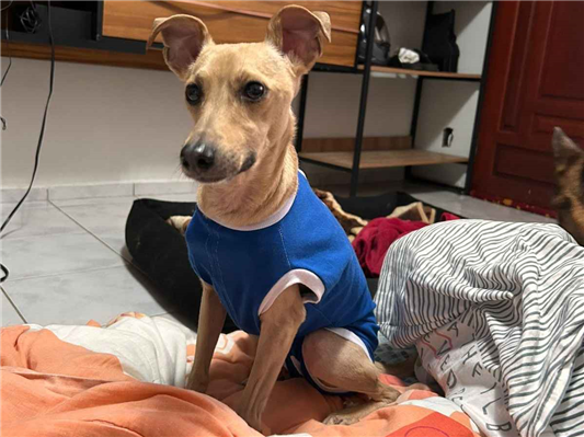 Cachorro cão para adoção Macho Pequeno 3 anos 