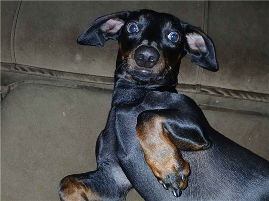 Cachorro cão para adoção Macho Pequeno 2 anos 