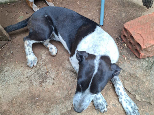 Cachorro cão para adoção Fêmea Médio  2 a 6 meses 